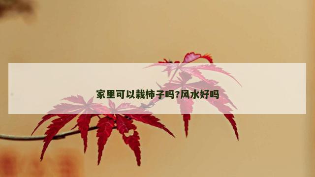 家里可以栽柿子吗?风水好吗