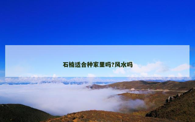 石楠适合种家里吗?风水吗