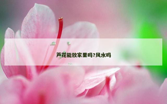 芦花能放家里吗?风水吗