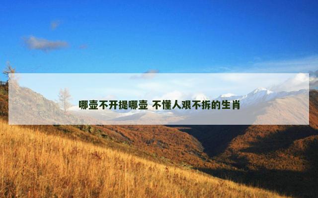 哪壶不开提哪壶 不懂人艰不拆的生肖