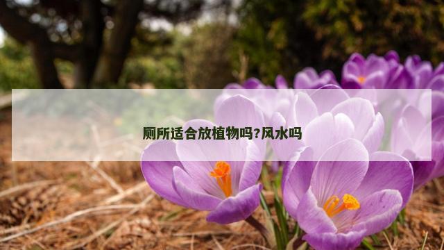 厕所适合放植物吗?风水吗