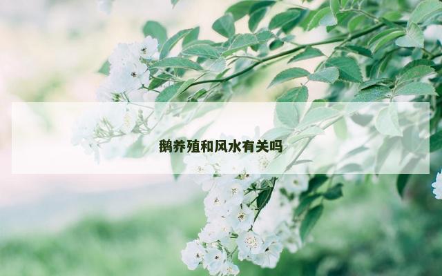 鹅养殖和风水有关吗