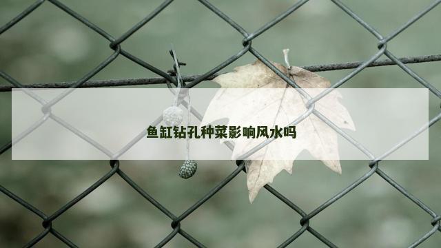 鱼缸钻孔种菜影响风水吗
