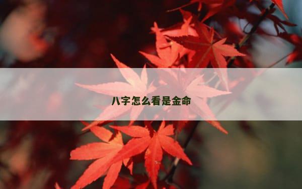 八字怎么看是金命