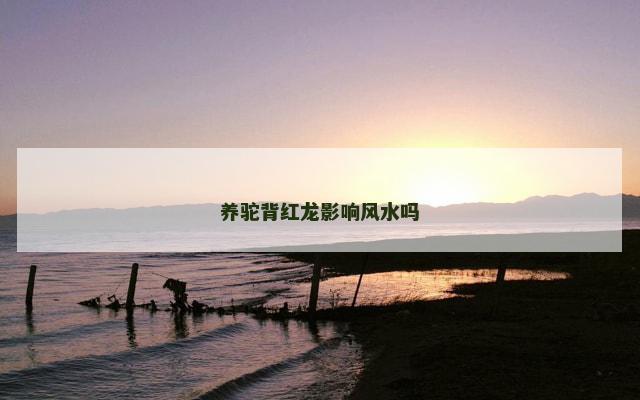 养驼背红龙影响风水吗