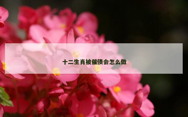 十二生肖被催债会怎么做