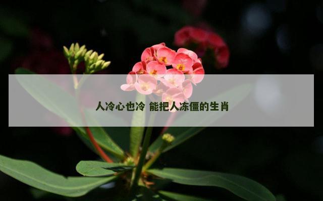 人冷心也冷 能把人冻僵的生肖