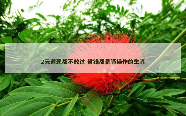 2元返现都不放过 省钱都是骚操作的生肖