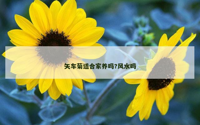 矢车菊适合家养吗?风水吗