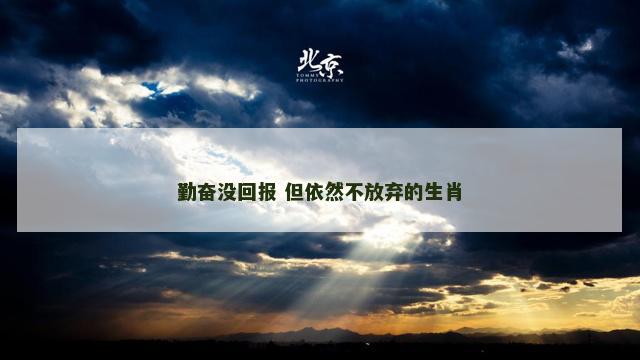 勤奋没回报 但依然不放弃的生肖