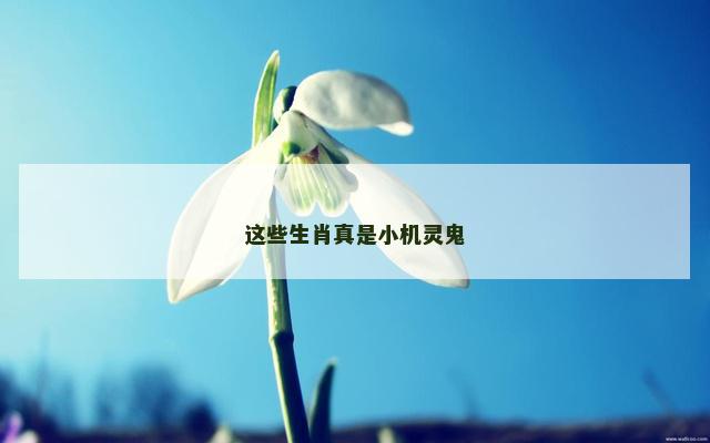 这些生肖真是小机灵鬼
