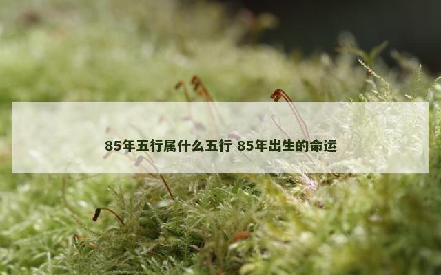 85年五行属什么五行 85年出生的命运