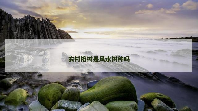 农村榕树是风水树种吗