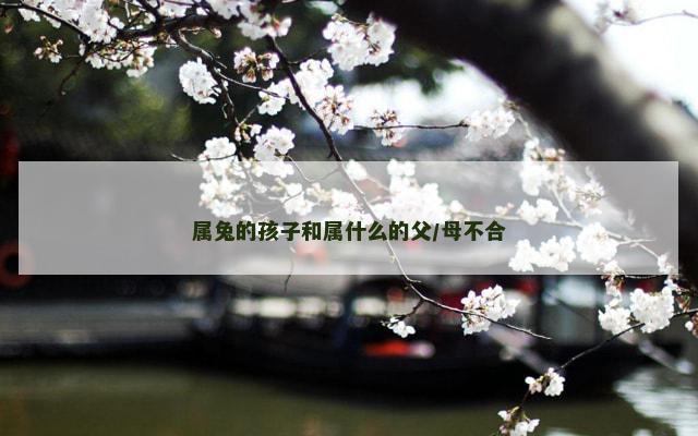 属兔的孩子和属什么的父/母不合