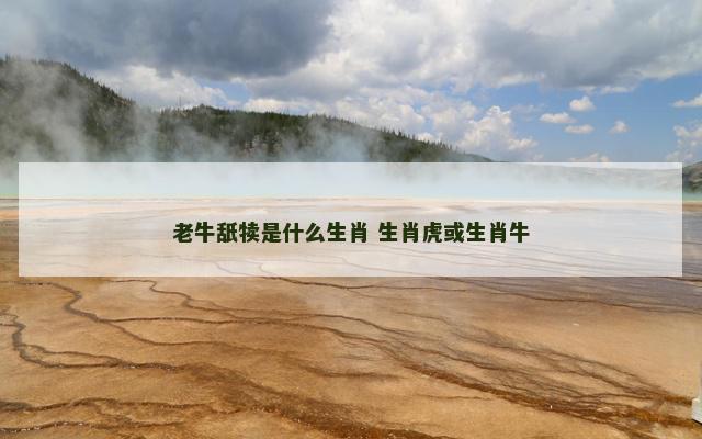 老牛舐犊是什么生肖 生肖虎或生肖牛