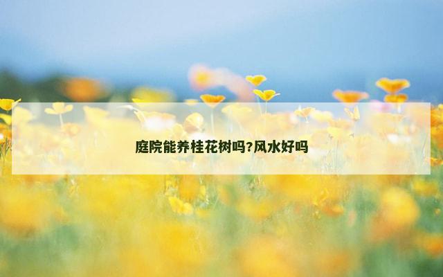 庭院能养桂花树吗?风水好吗