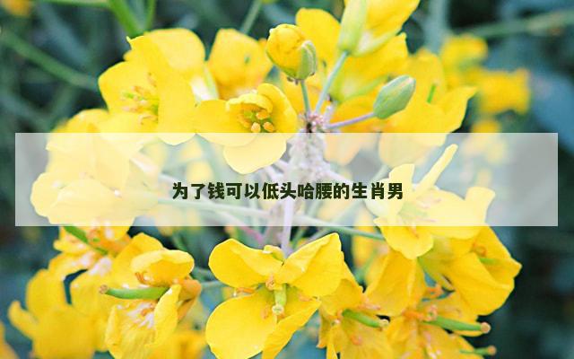 为了钱可以低头哈腰的生肖男