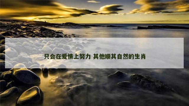 只会在爱情上努力 其他顺其自然的生肖