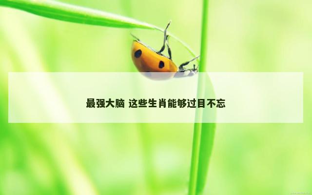 最强大脑 这些生肖能够过目不忘