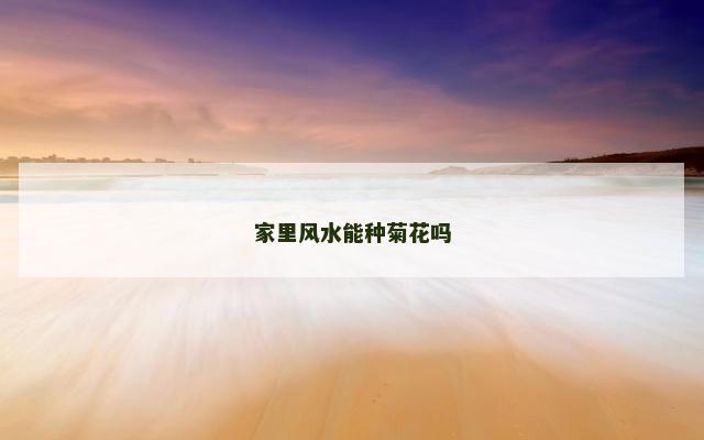 家里风水能种菊花吗