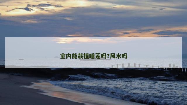 室内能栽植睡莲吗?风水吗