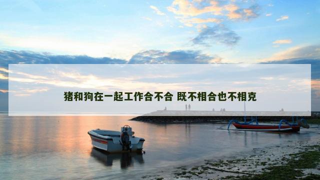 猪和狗在一起工作合不合 既不相合也不相克