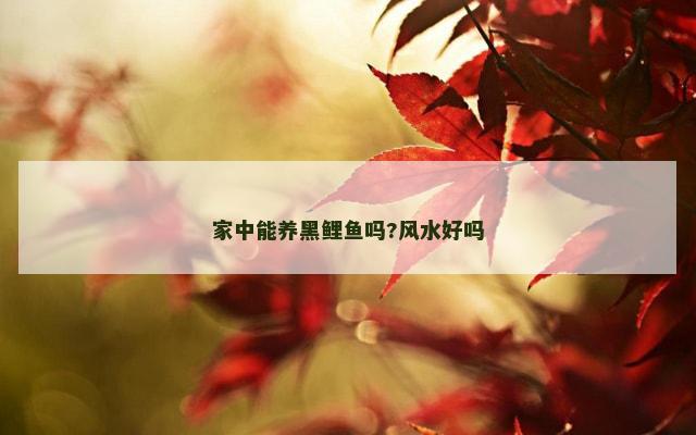 家中能养黑鲤鱼吗?风水好吗