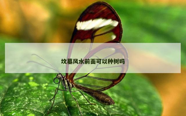 坟墓风水前面可以种树吗