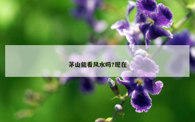 茅山能看风水吗?现在