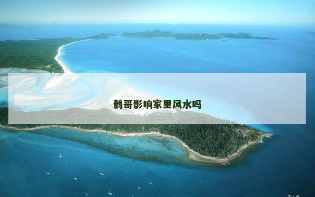 鹩哥影响家里风水吗