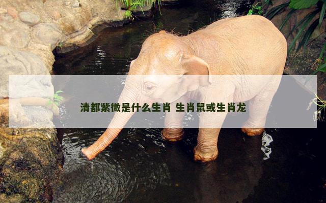 清都紫微是什么生肖 生肖鼠或生肖龙