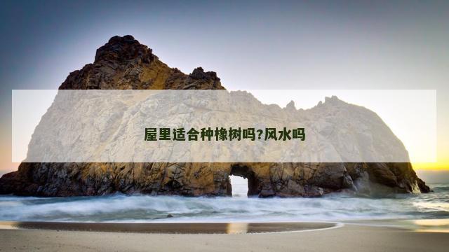 屋里适合种橡树吗?风水吗