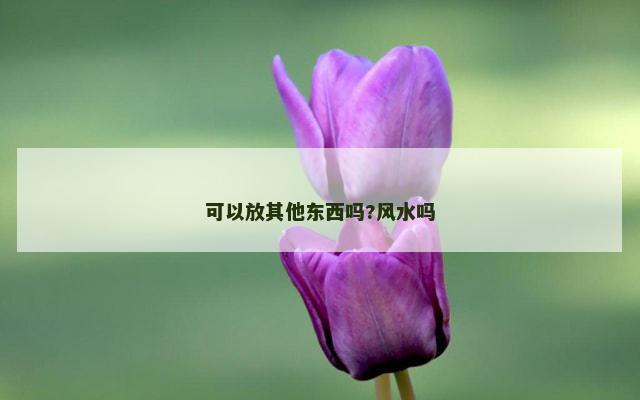 可以放其他东西吗?风水吗
