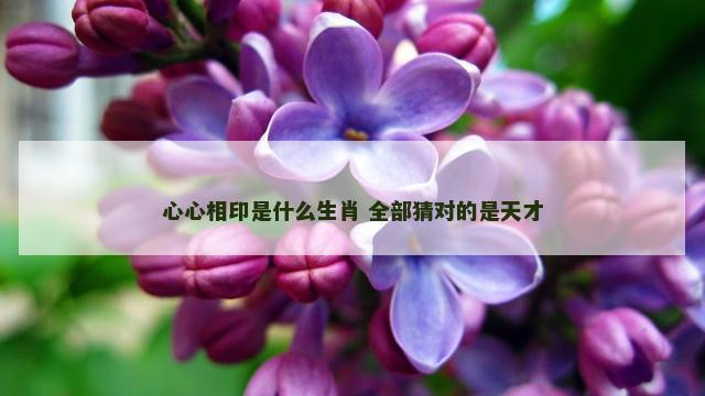 心心相印是什么生肖 全部猜对的是天才