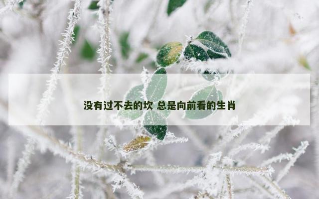 没有过不去的坎 总是向前看的生肖