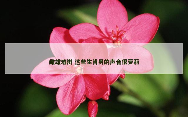 雌雄难辨 这些生肖男的声音很萝莉