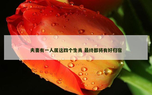 夫妻有一人属这四个生肖 最终都将有好归宿