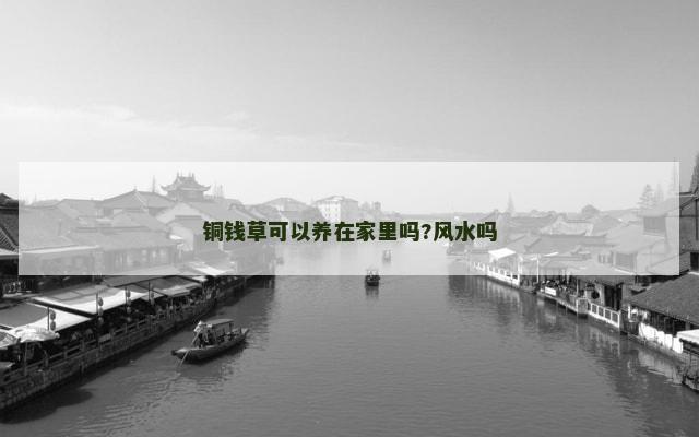 铜钱草可以养在家里吗?风水吗