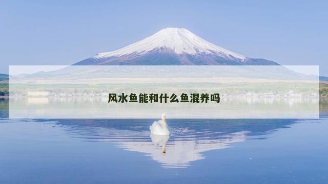 风水鱼能和什么鱼混养吗