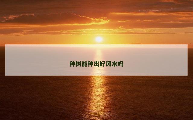 种树能种出好风水吗