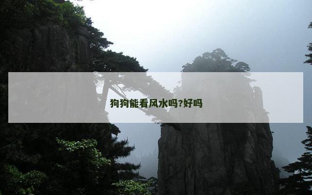 狗狗能看风水吗?好吗