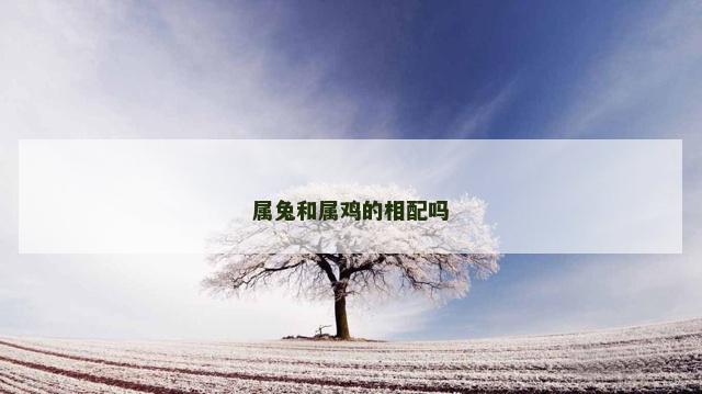 属兔和属鸡的相配吗