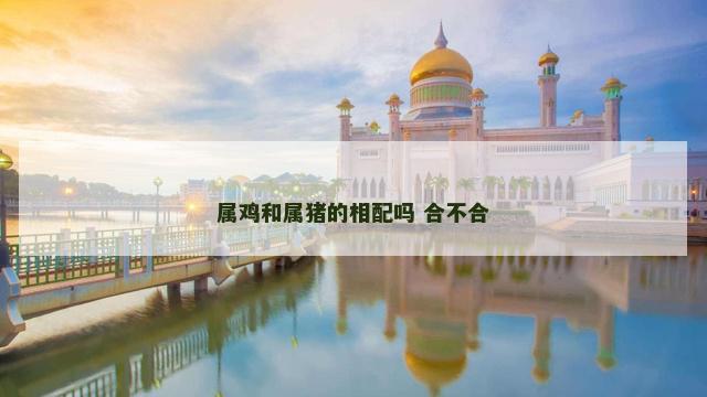 属鸡和属猪的相配吗 合不合