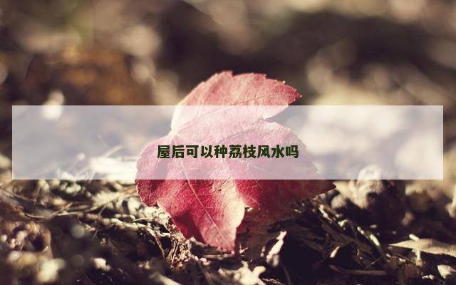 屋后可以种荔枝风水吗