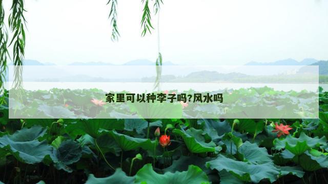 家里可以种李子吗?风水吗
