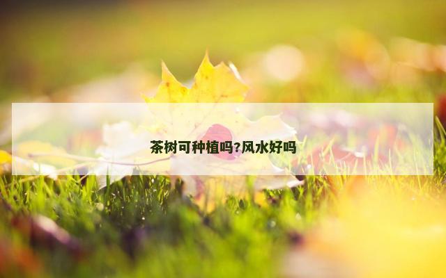 茶树可种植吗?风水好吗