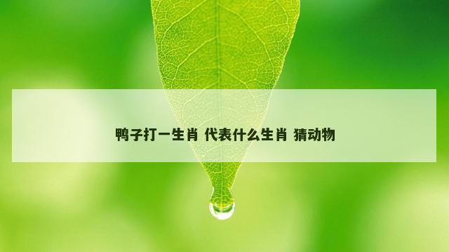 鸭子打一生肖 代表什么生肖 猜动物