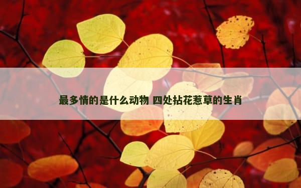 最多情的是什么动物 四处拈花惹草的生肖