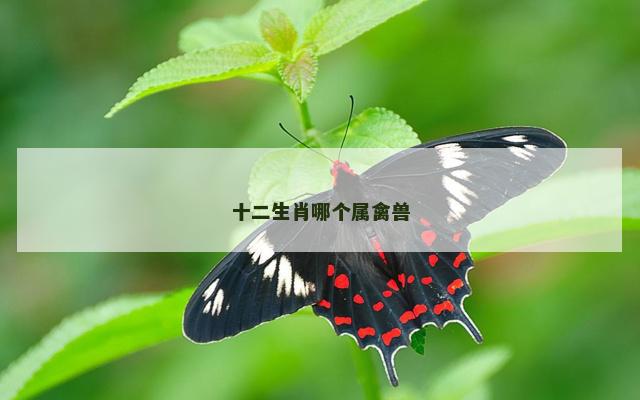 十二生肖哪个属禽兽
