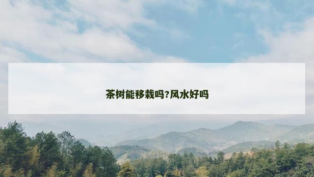 茶树能移栽吗?风水好吗